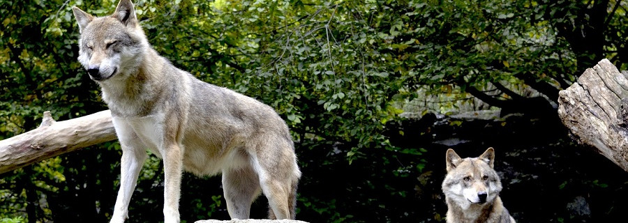 Wolfsschutz in der Schweiz gelockert