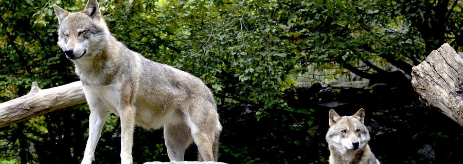 Wolfsschutz in der Schweiz gelockert