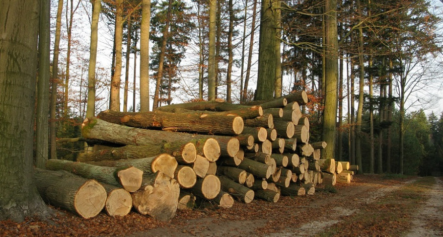 Eichenholzpolter im Herbstwald