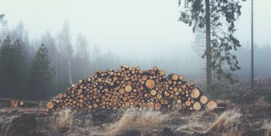 Gepoltertes Holz auf einer Kahlschlagfläche (Symbolbild: Free-Photos)