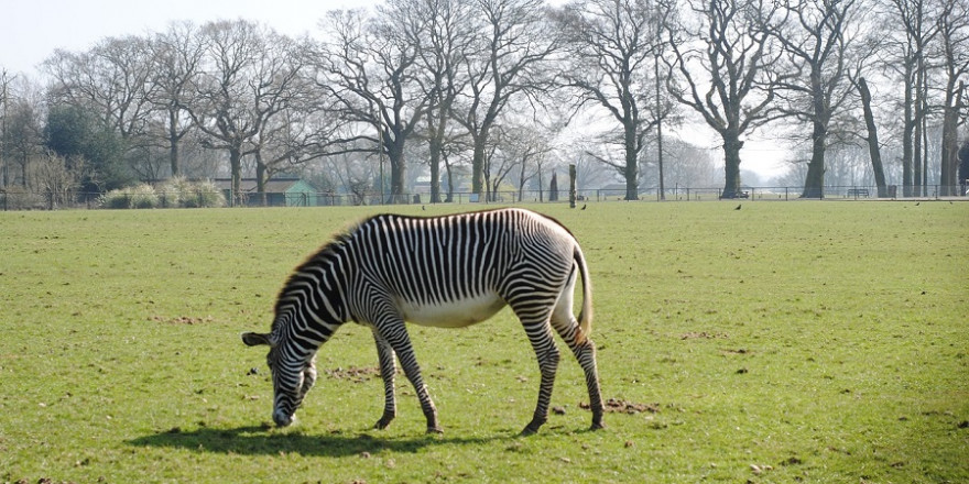 Zebra