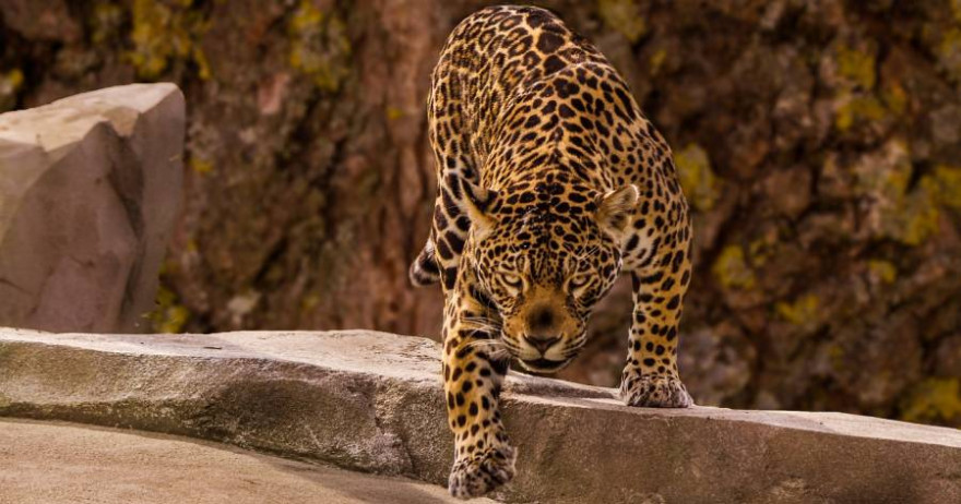 Jaguar (Foto: edmondlafoto)