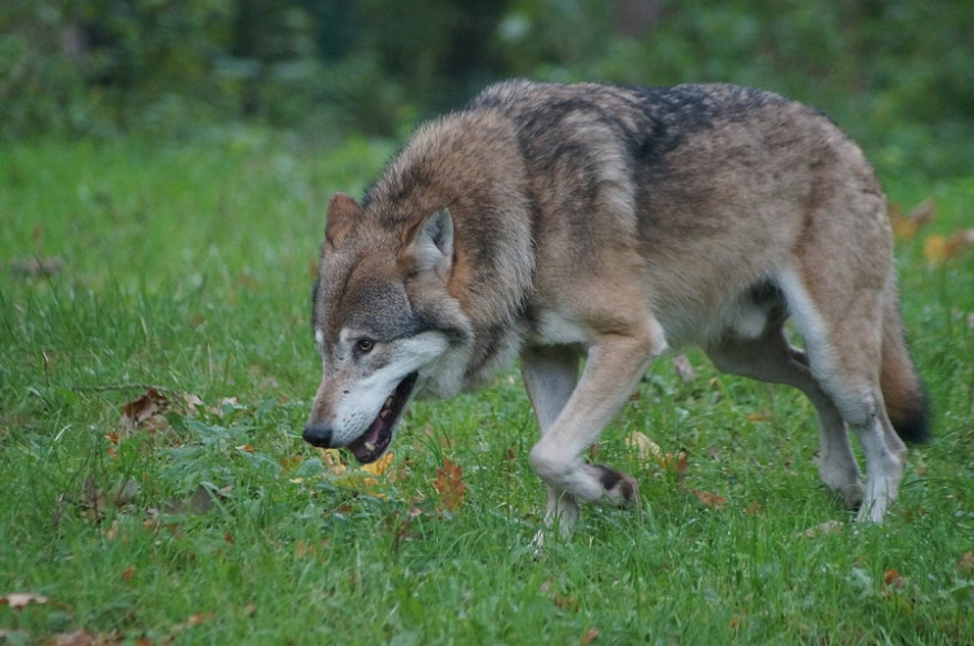 Ziehender Wolf