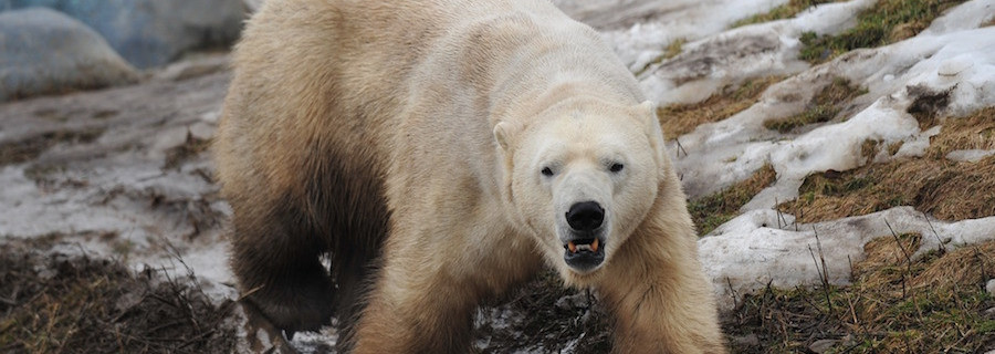Eisbären-Invasion in russischer Stadt