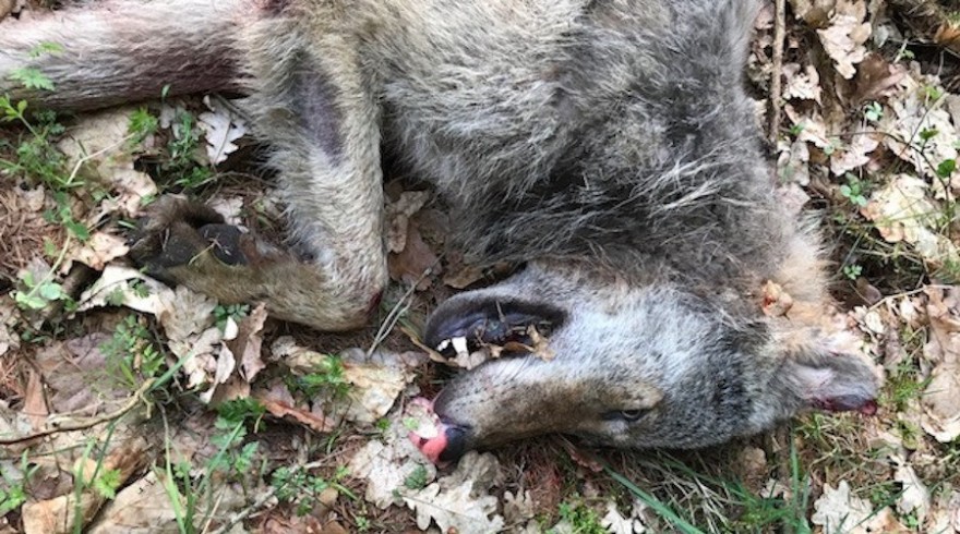 Getöteter Wolf im Landkreis Vechta