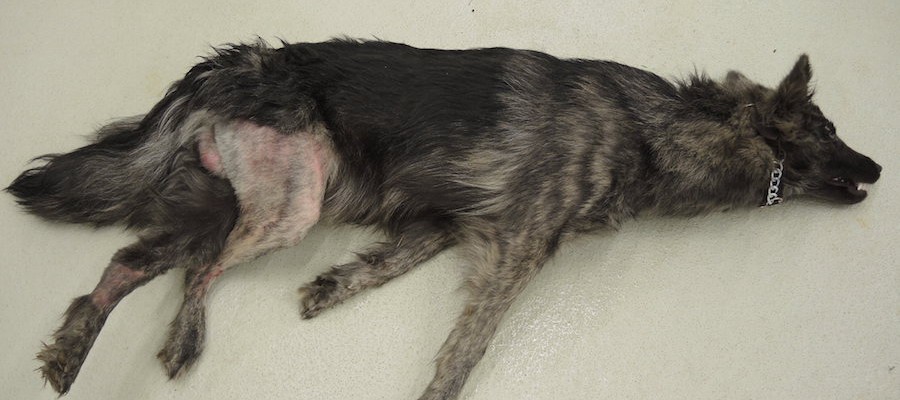 Hund an Baum erhängt – Zeugen gesucht