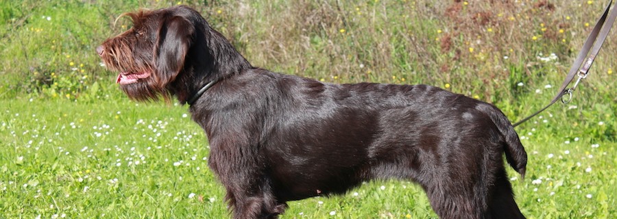 Unsere Jagdhunde (XXIX): Der Pudelpointer