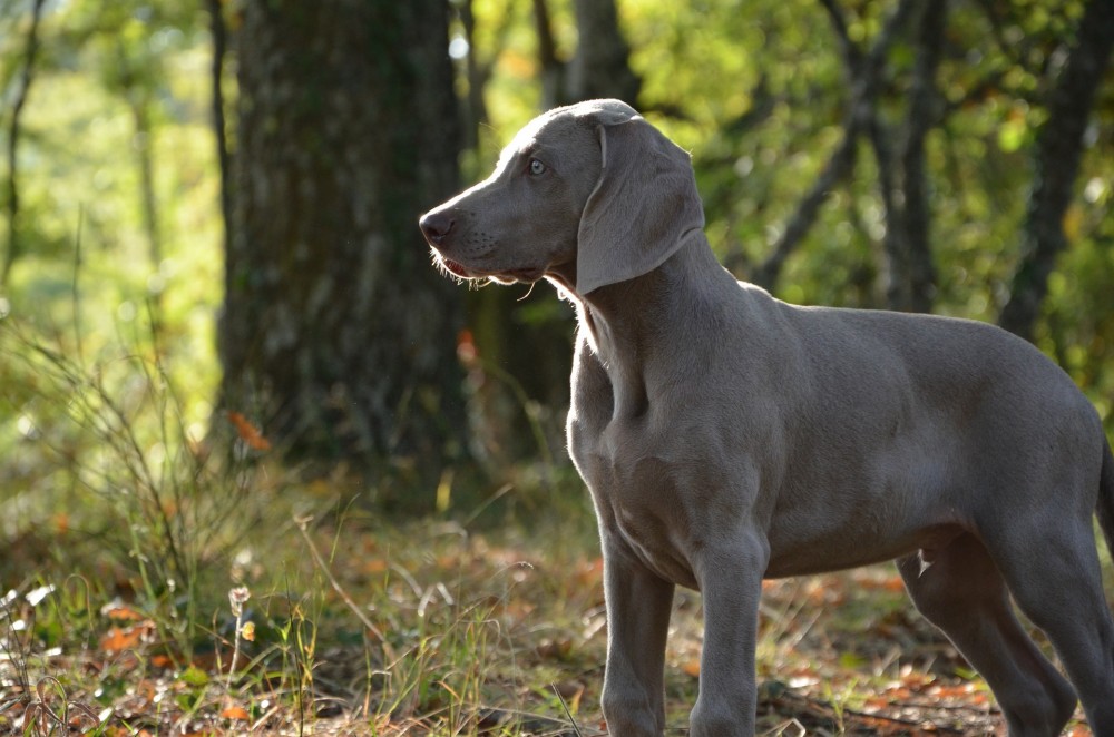 Hund im Wald