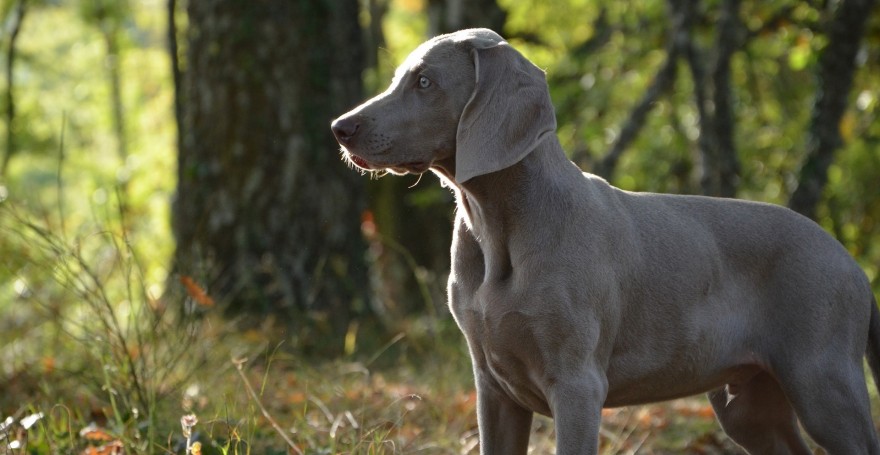 Weimaraner