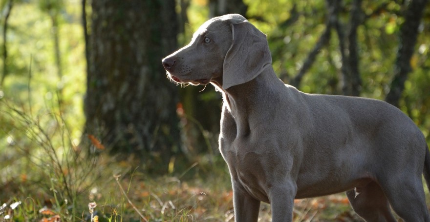 Weimaraner