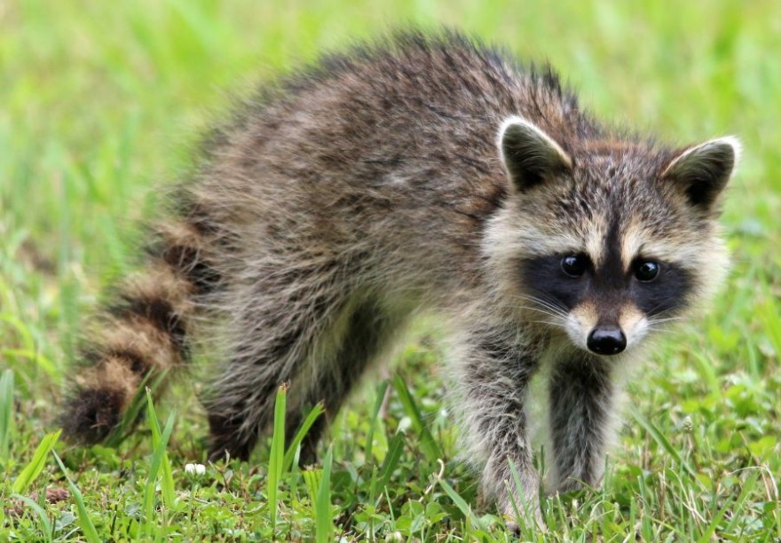 Jungwaschbär auf Achse