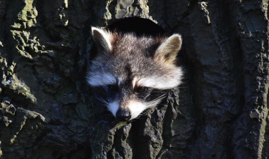 Waschbär