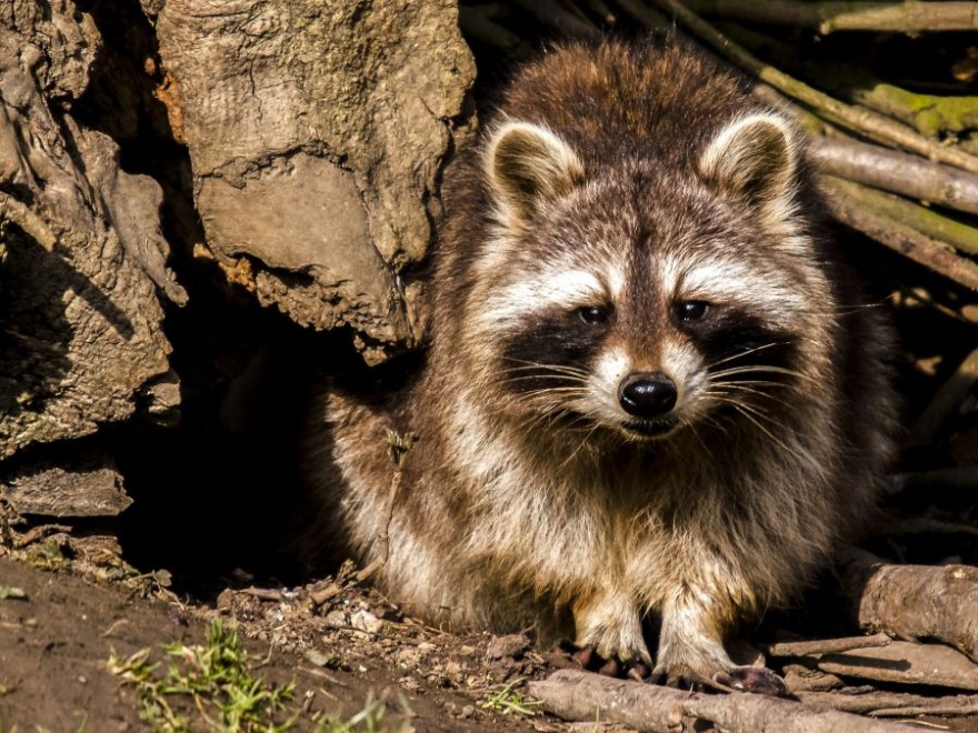 Waschbär auf der Lauer