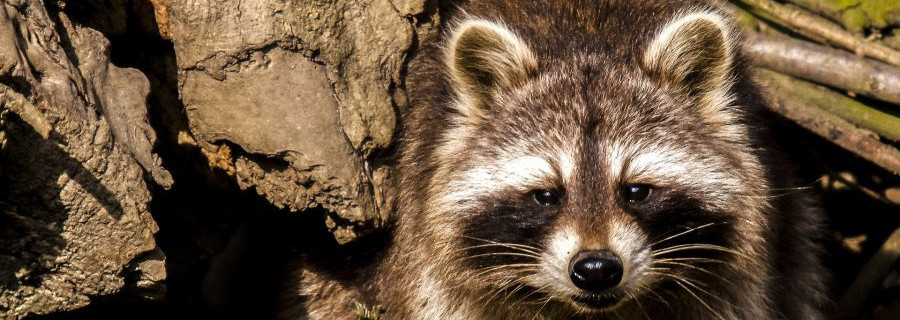 Erschlagener Waschbär: Ermittlungen eingestellt