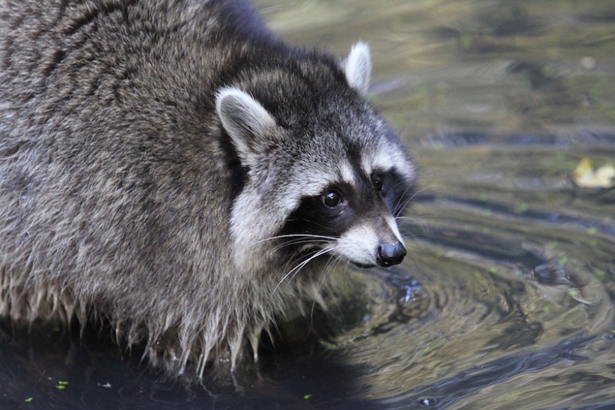 Waschbär im Wasser