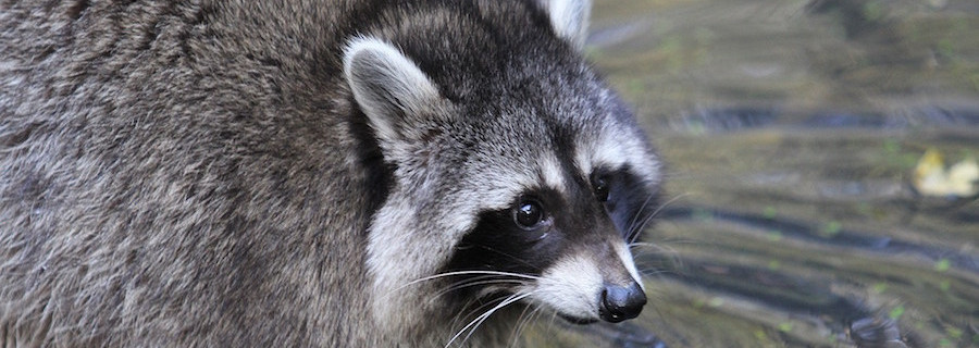 Jagdhund von Waschbär ertränkt