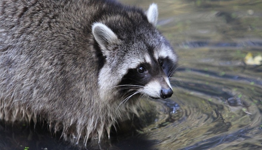 Waschbär im Wasser