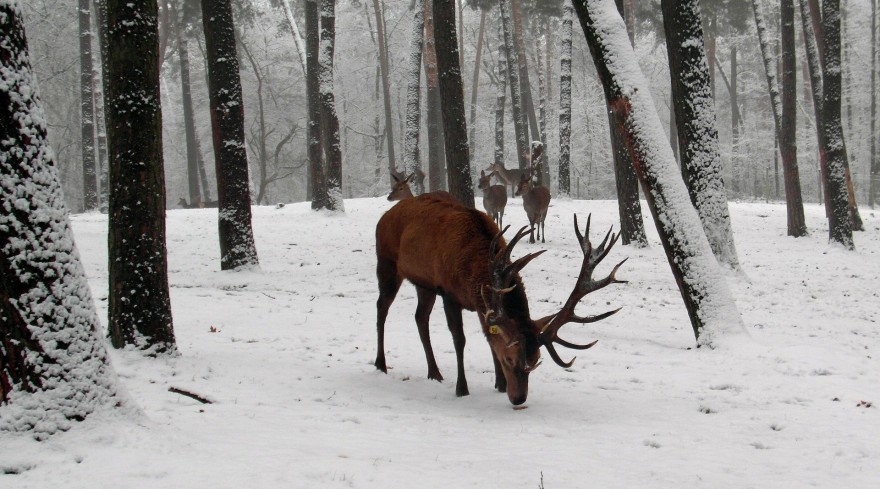 Rotwild im Winter