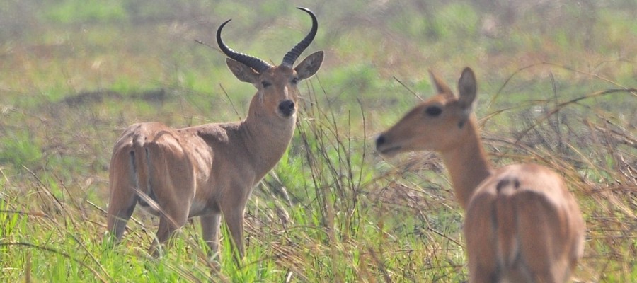 Jagdtourismus ist Ökotourismus