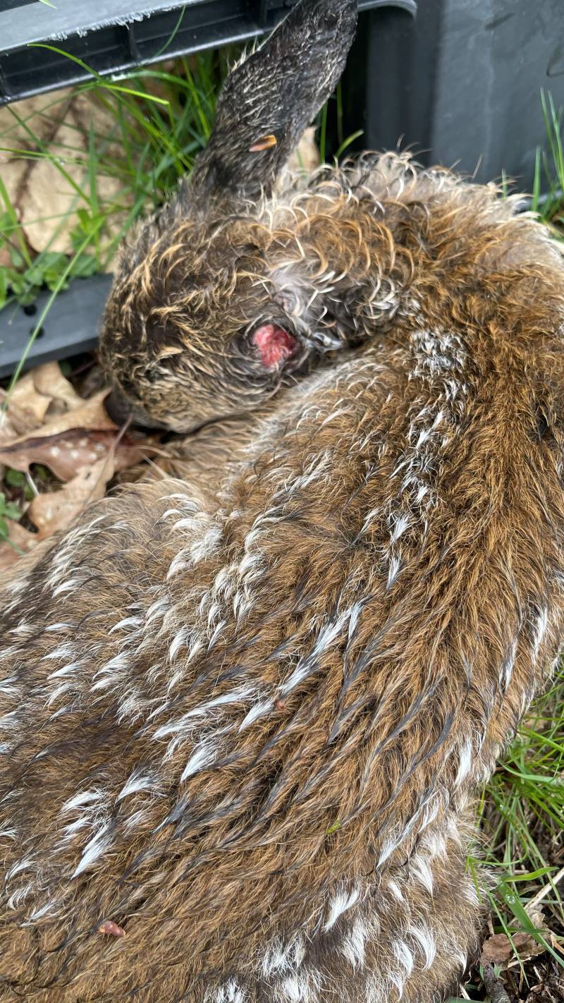 Das verletzt aufgefundene Rehkitz (Foto: Polizei)