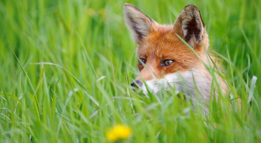 Die Jagd auf Raubsäuger wie Fuchs, Marder oder Waschbär ist in Deutschland ein probates Mittel, um bedrohten Arten zu helfen. (Quelle: Rolfes/DJV)