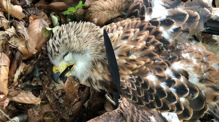 Der tote Rotmilan-Jungvogel, der am 26.06.21 aus dem Nest nordöstlich von Neumünster fiel. (Quelle: © LLUR)