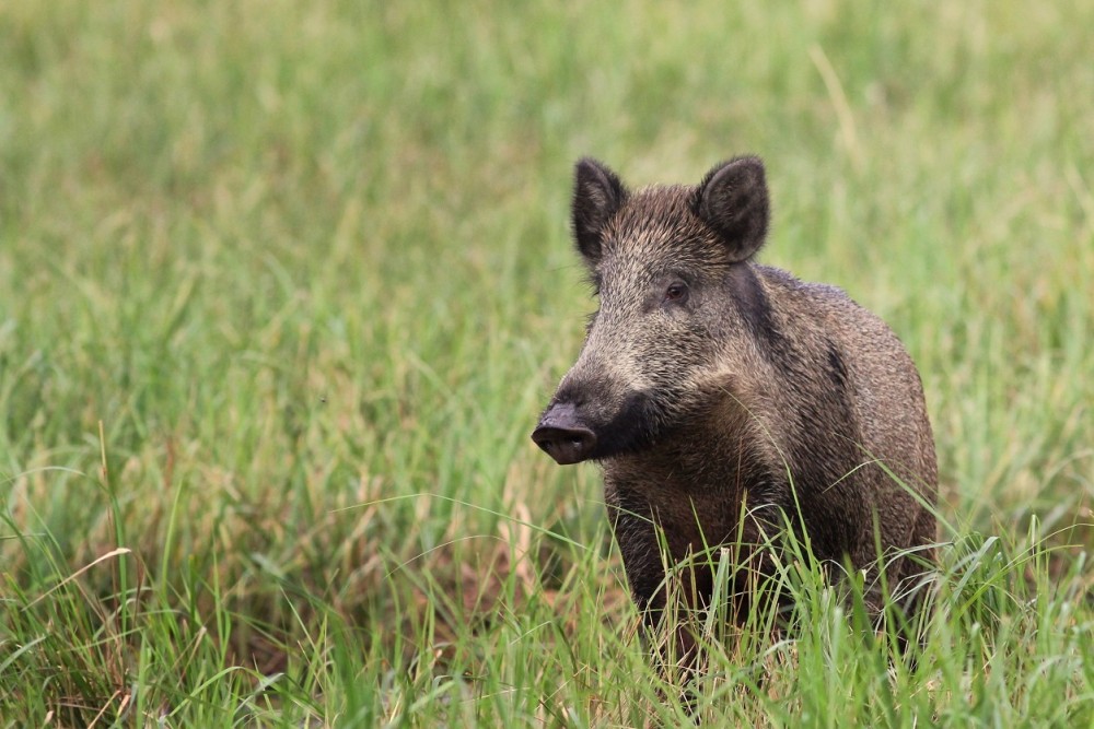 Ein Wildschwein in der Wiese.