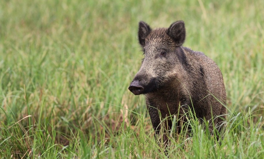 Wildschwein