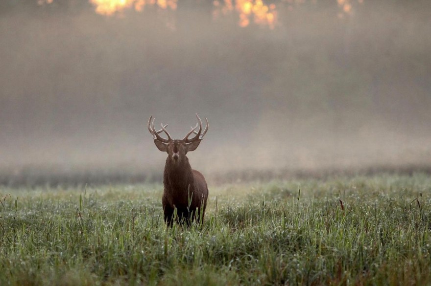 Hirsch auf Feld