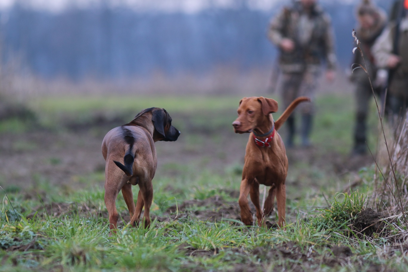 Zwei Hunde bei einer Gesellschaftsjagd