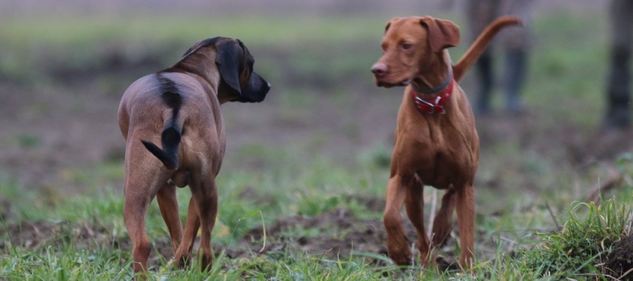 Bewegungsjagden – waid- und tierschutzgerechter Hundeeinsatz