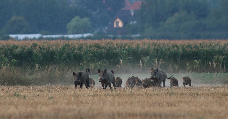 Rotte Schwarzwild