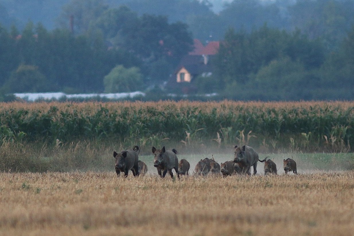 Rotte Schwarzwild auf einem Feld