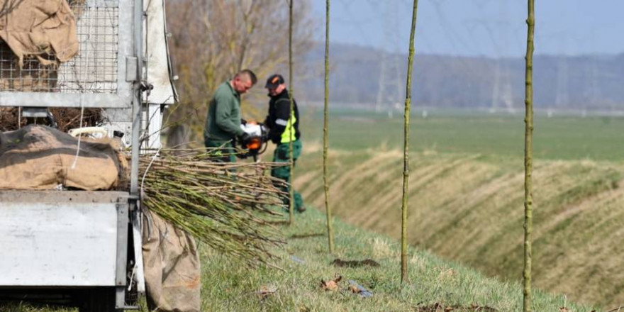 Baumpflanzaktion (Foto: S. Kapuhs)