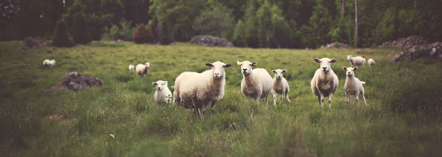 Herdenschutz wird künftig zu 100 Prozent gefördert
