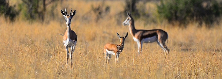 Auslandsjagd: Afrikaner contra Europas Tierrechtler