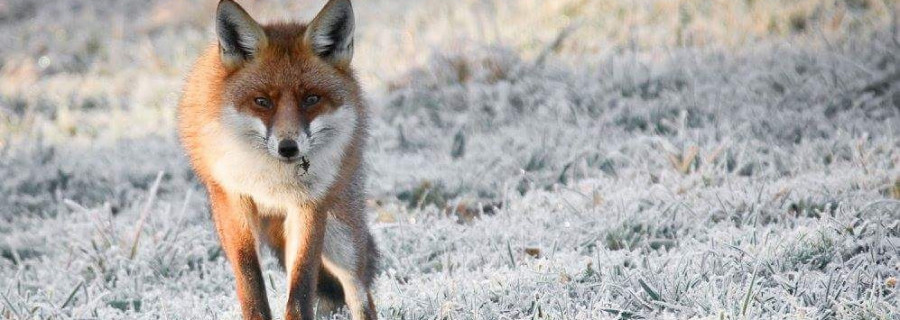 Fuchs attackiert Mann und Mädchen