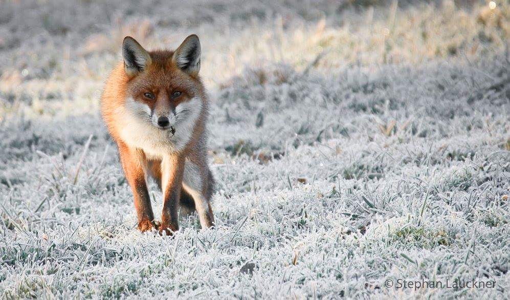 Fuchs im Schnee