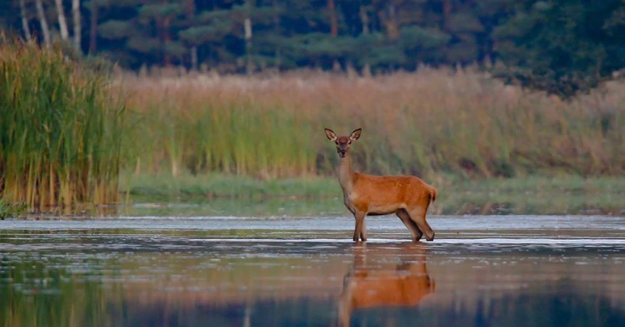 Rotwild im Wasser