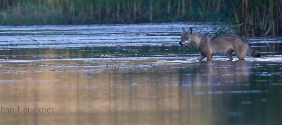 Was der Wolf die Jäger angeht