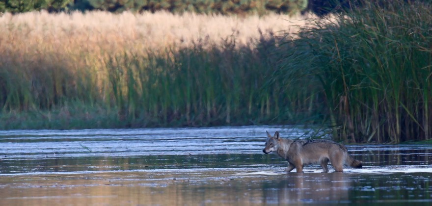 Wolf durchquert einen Teich