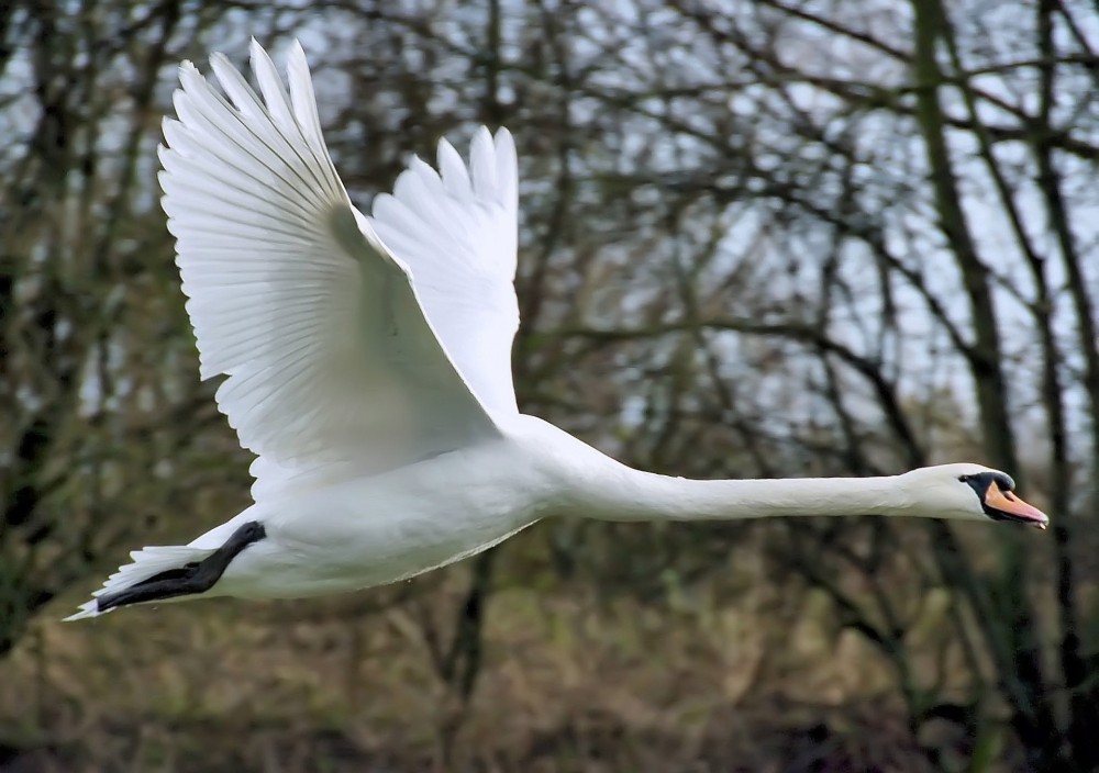 Schwan im Flug