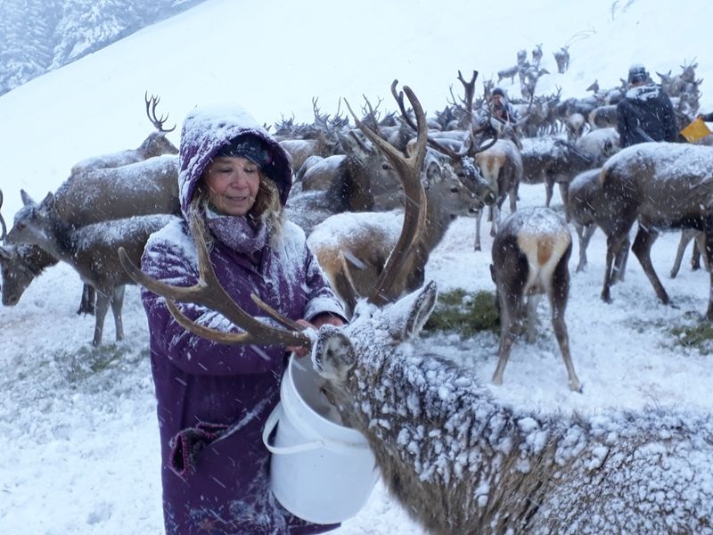 Gemeinsam mit Jägern kümmert sich Tessy Lödermann auch um die Fütterung des Schalenwildes in winterlichen Notzeiten.