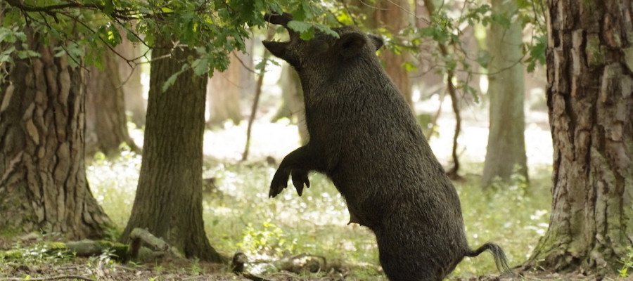 Bundesweite Rekordstrecke bei Wildschweinen