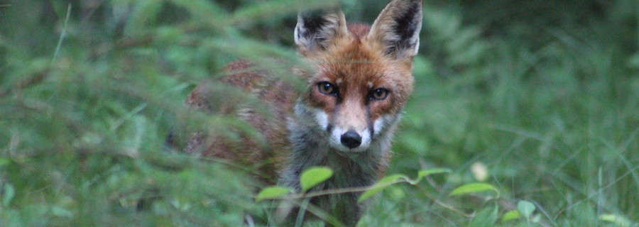 Bodenbrüter können aufatmen: Jäger starten Fuchsjagd