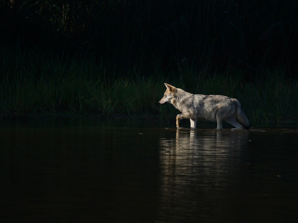 Wolf watet durch Wasser