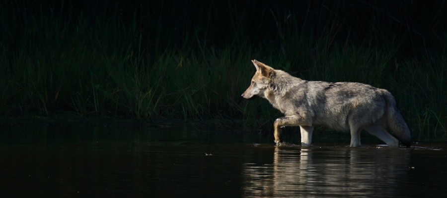 Der Wolf und die Frauen