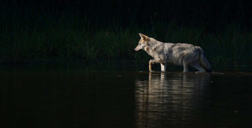 Wolfswelpe in Gewässer