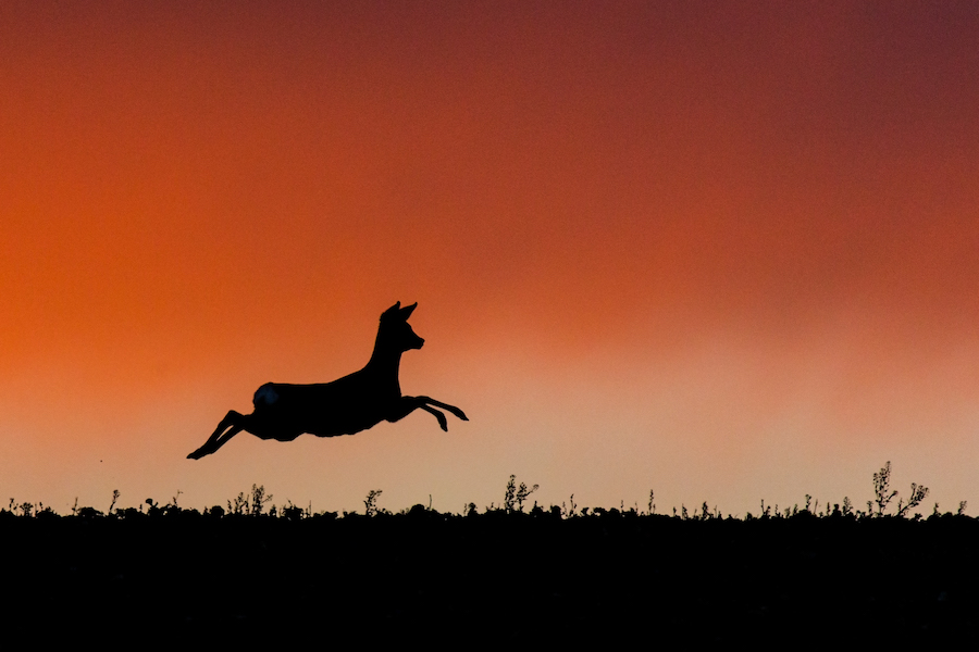 Rehwild flüchtet im Sonnenuntergang