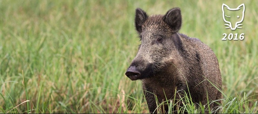 Wildschwein